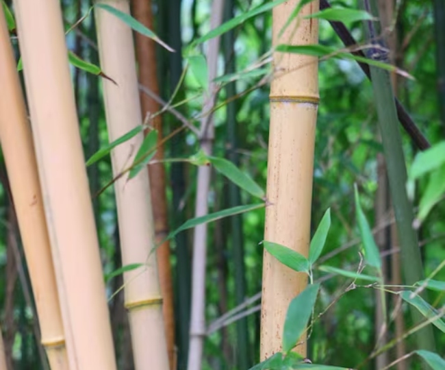 Bamboo ग